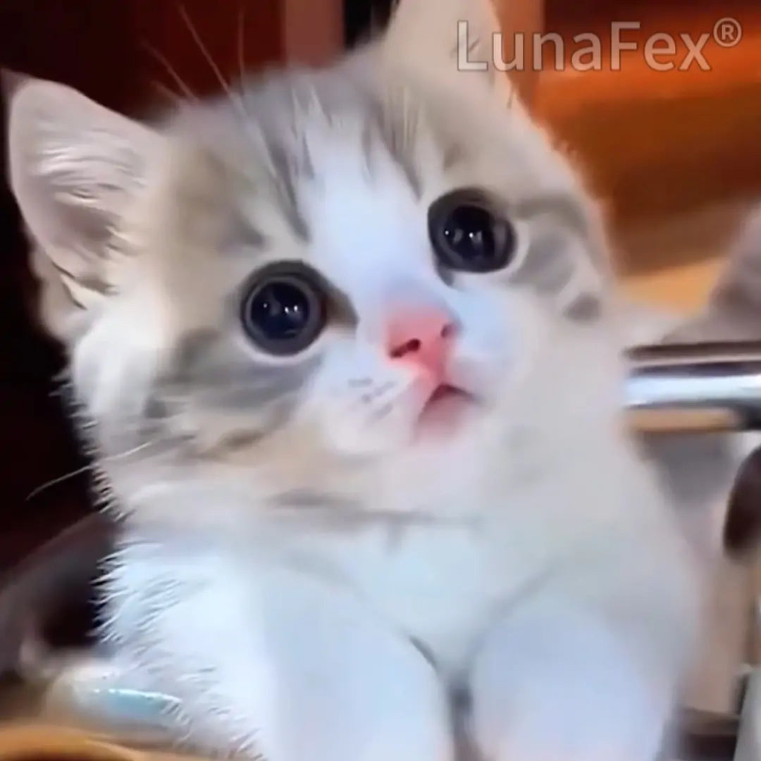 [LunaFex® Official Store] LUNA the Robot Cat 😺& 🐶TOBY the Robot Dog – Perfect Pet Duo for Kids & Family – 🎊Last Day for Sale!